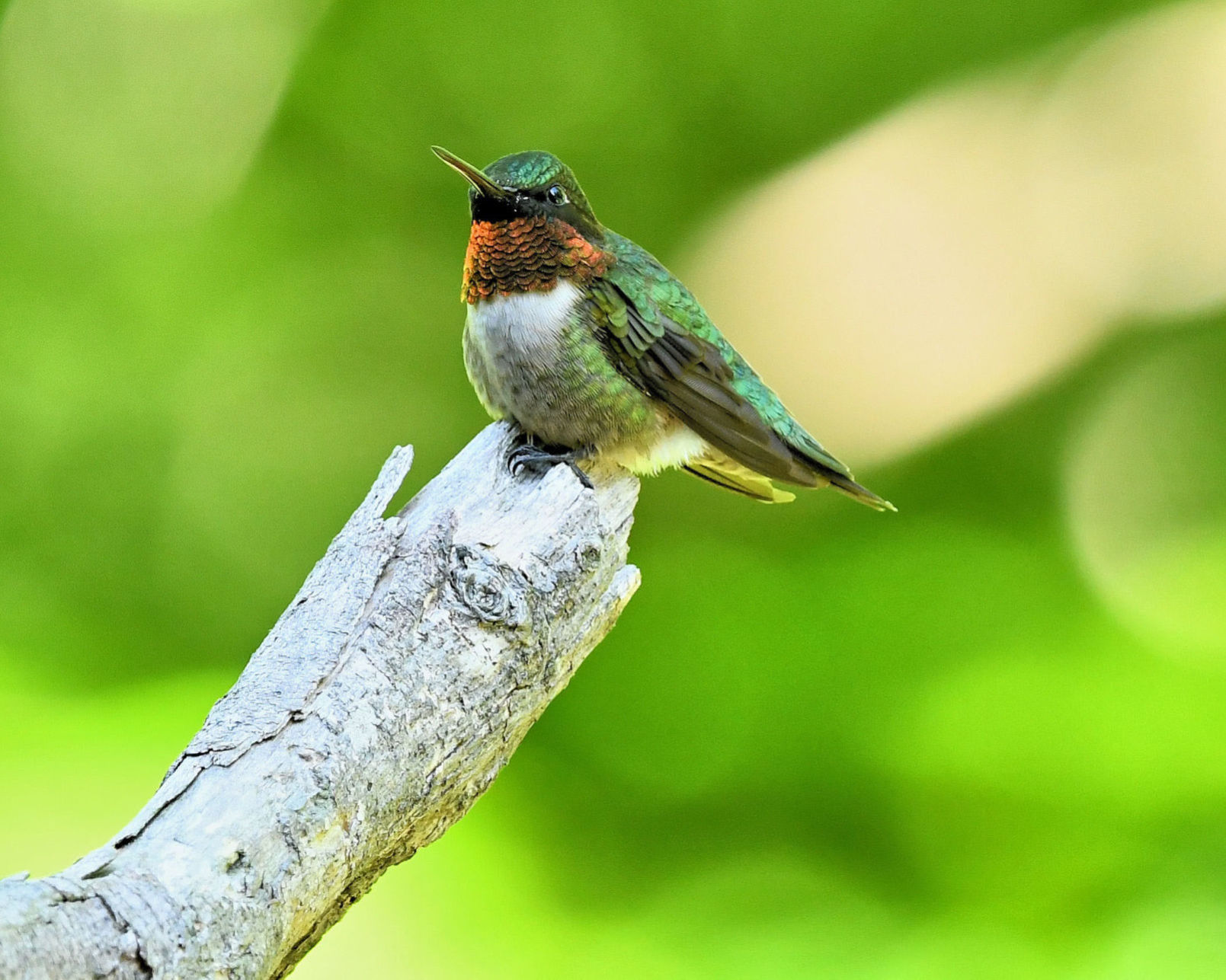 Hummingbird